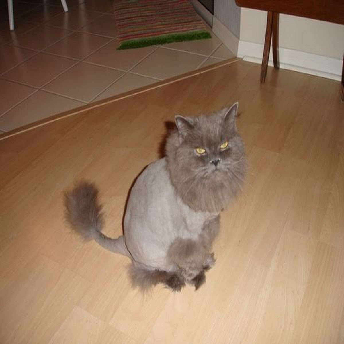 Lion Cut – Cat Grooming
