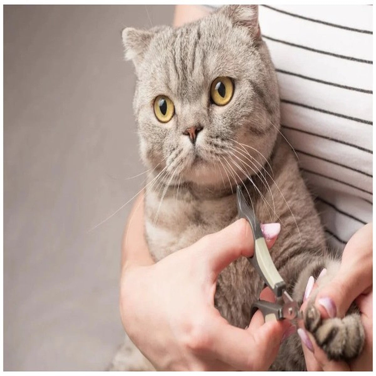 Cat Nail Trim Only – At Home