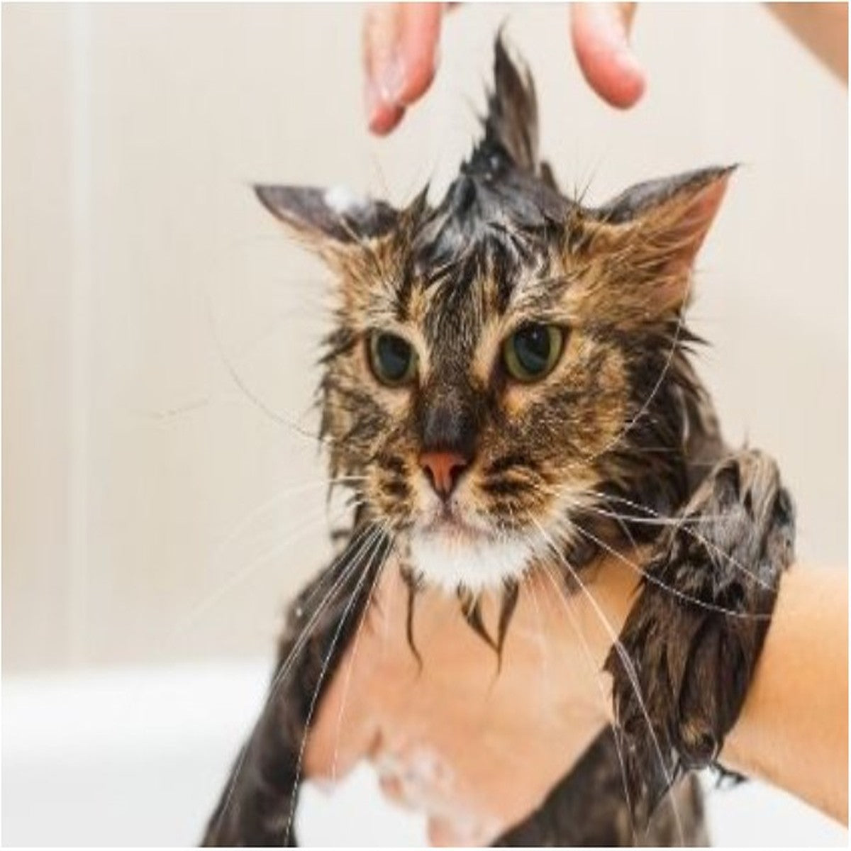 Cat Bath & Brush – At Home